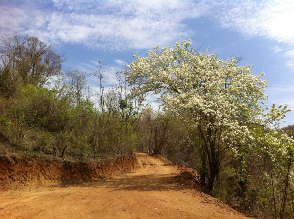 The Green Season